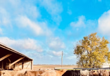 Finding an alternative path for the next generation of producers