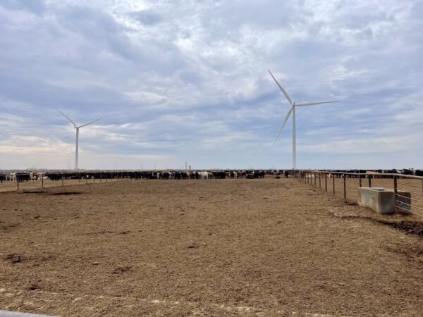 Feedlot1-e1729713410921