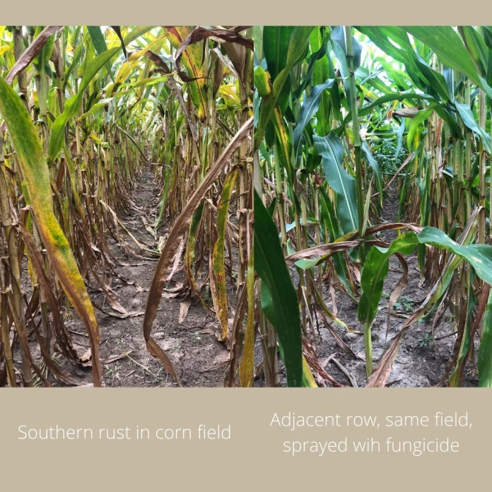 Southern-rust-in-corn-field