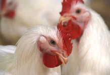 Bird flu detected in Keokuk County and Van Buren County flocks