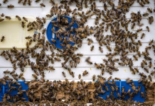 More than just honey: Beekeeping could offer a side income on the family farm