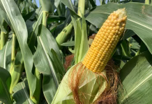 Iowa’s Feenstra and Nunn tout Ag Committee’s Farm Bill