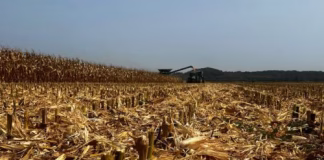 Farmers using microbes to boost yields and profits