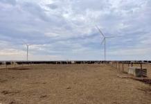 US cattle placements increase despite tight supplies, with drought and market signals driving decisions