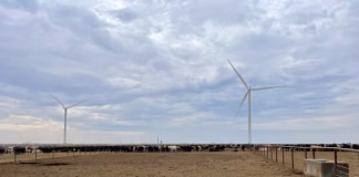 US cattle placements increase despite tight supplies, with drought and market signals driving decisions