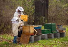 IOWA FARM BUREAU HOSTING WEBINAR ON BEEKEEPING AND HONEY PRODUCTION TO EXPLORE DIVERSIFICATION OPPORTUNITIES IN AGRICULTURE
