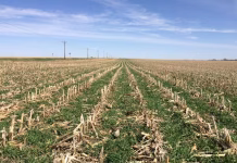Iowa fields turning green as cover crop season kicks into gear