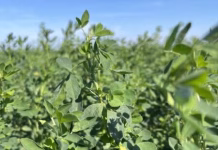 Some Missouri producers are seeing early alfalfa weevil pressure