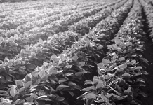 USDA sees higher soybean acreage in 2026, lower corn, wheat