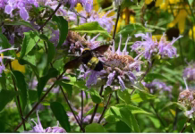 Iowans are needed to net and count bumble bees