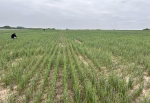 Winter wheat losses mount as drought worsens across plains