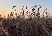 Limited Markets Challenge Corn Belt Diversity