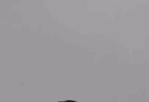 Knoxville Police Traffic Stop on Highway 92 Leads to Arrest After Marijuana Odor and Firearm Found in Passenger’s Purse