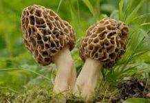 Iowa’s spring weather brings out mushroom hunters
