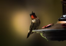 A Season of Flight: Tracking and Attracting Hummingbirds in Ottumwa