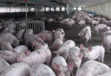 USDA: Pseudorabies confirmed in Iowa, Texas swine herds