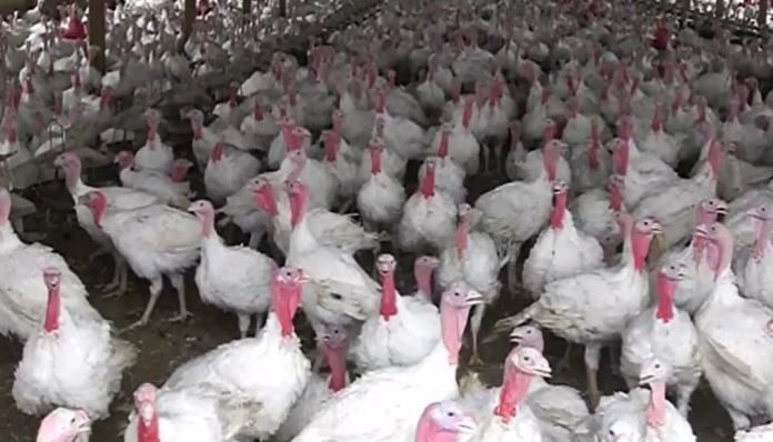 181018_turkeys_md