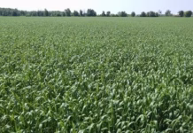USDA expands triticale crop insurance for 2026 as growers see rising demand