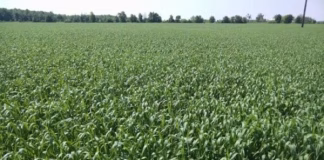 Secretary Naig Opens Sign-Up for Annual Cover Crop Cost-Share Program