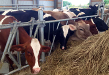 Dairy farmer survey shows concerns about farm data use