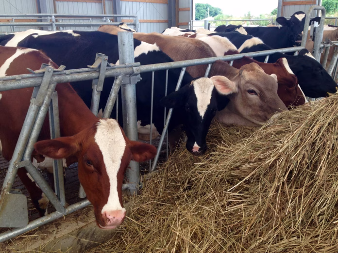 dairy-cows