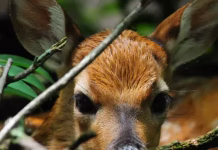 Before You Rescue That Baby Animal: What Iowa Residents Should Know