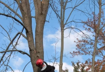Tree Trimming Project to Cause Road Closures on West Finley and Minneopa
