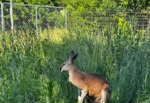 Southeast Iowa Deputies Add Kangaroo Wrangler to Resume