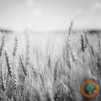 Wheat400x400