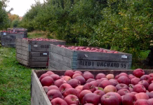 USDA’s specialty crop assistance helps some, not all