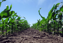 Iowa, corn, soybeans rank among nation’s best in USDA crop ratings