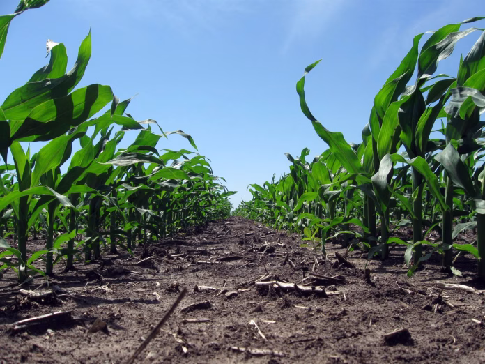 corn-iowa-knee-high-mid-june-2017-farmers-national