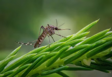 Iowa mosquito numbers haven’t seen a boom yet this year
