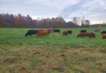 Iowa Grazing Academy Brings Field Day to Jefferson County in July