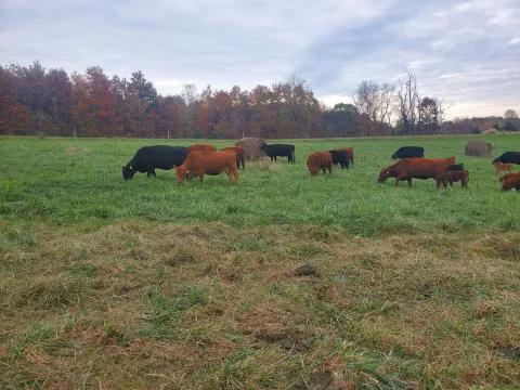 stockpile bales grazing.jpg