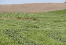 Cool June, timely rains boost Iowa alfalfa production