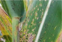 Warm, humid nights favor tar spot