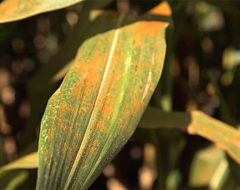260612_southernrust_md