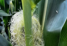 80% of Iowa corn, 78% of soybeans rated good to excellent