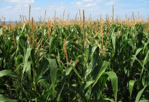 Iowa sheriff warns tall corn obstructs views at rural intersections
