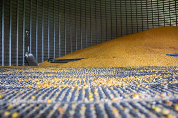 corn inside a grain bin