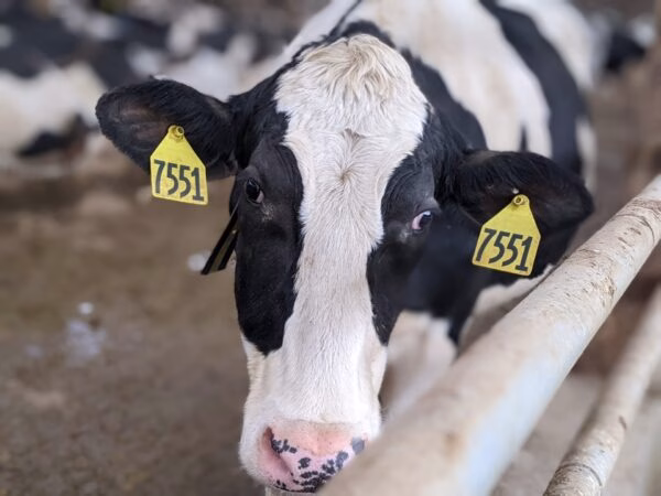 Holstein-Dairy-Milk-Cow-close-up_NH-e1763150226945