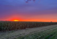 AFBF: Farm losses projected to deepen