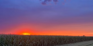 AFBF: Farm losses projected to deepen