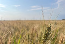 ADM, General Mills, and Walmart partnering to bring more regenerative practices to Midwestern wheat
