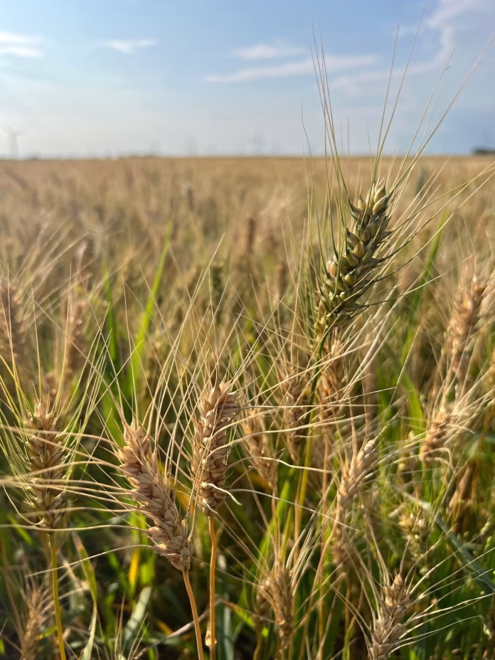 SD-Wheat_2
