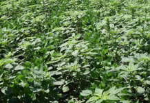 Weather impacting weed control