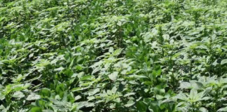 Weather impacting weed control