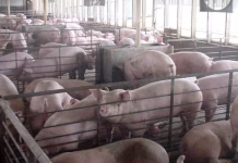 Researchers identify thousands more Iowa livestock facilities than state database shows