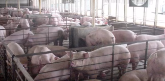 Researchers identify thousands more Iowa livestock facilities than state database shows